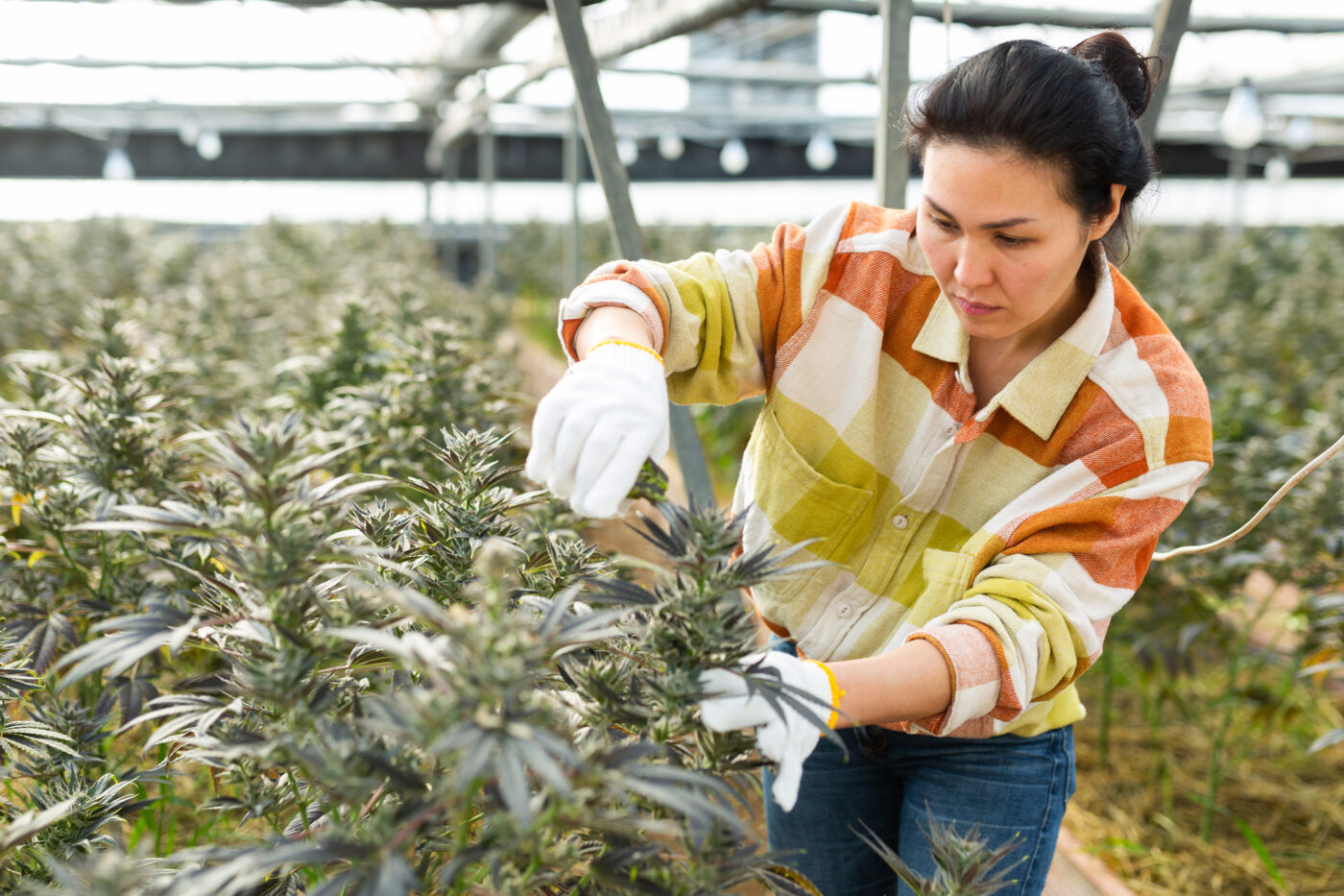 cannabis worker in field